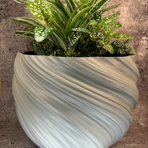 Philodendron prince