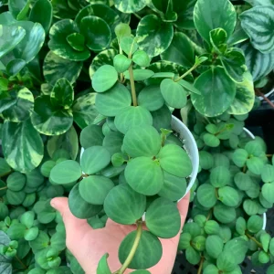 Houseplants peperomia plant