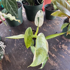 Philodendron Jose Buono