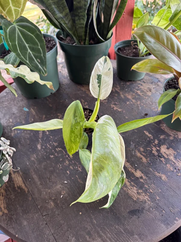 Philodendron Jose Buono